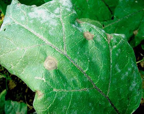 茄子的褐纹病怎么治,茄子褐纹病