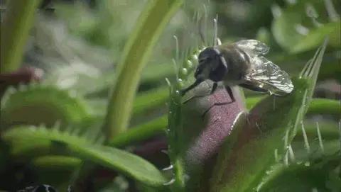 能有效驱蚊的植物,十种驱蚊最好的植物