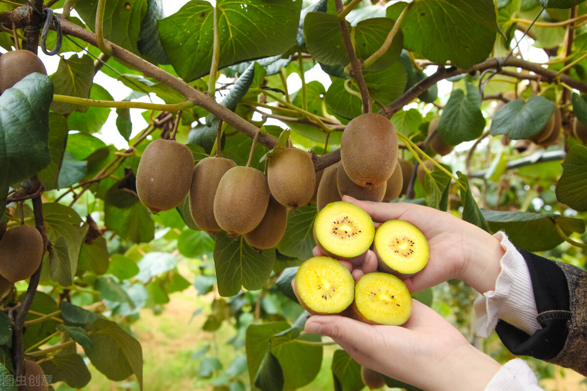 陕西是瓜果大省,陕西水果种植面积全国第一