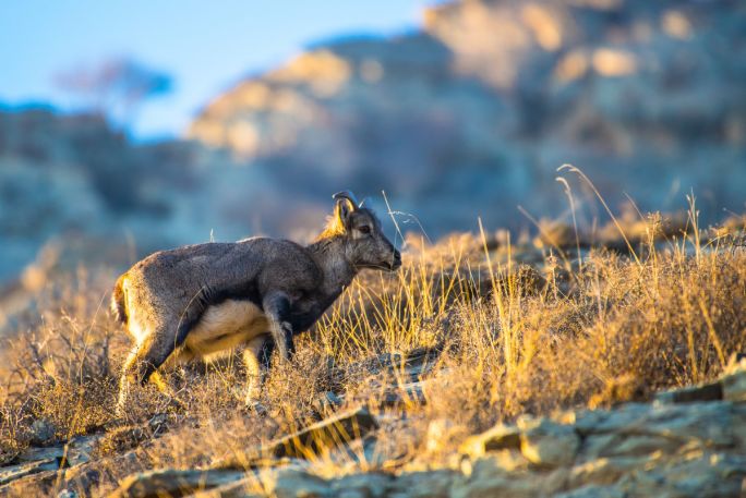 土拨鼠宠物怎么样养,土拨鼠宠物建议养吗