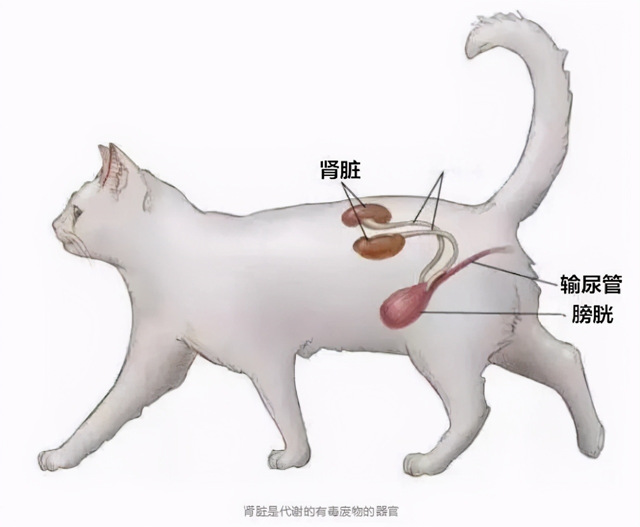 儿童肾病的隐形杀手,毛孩子得什么病