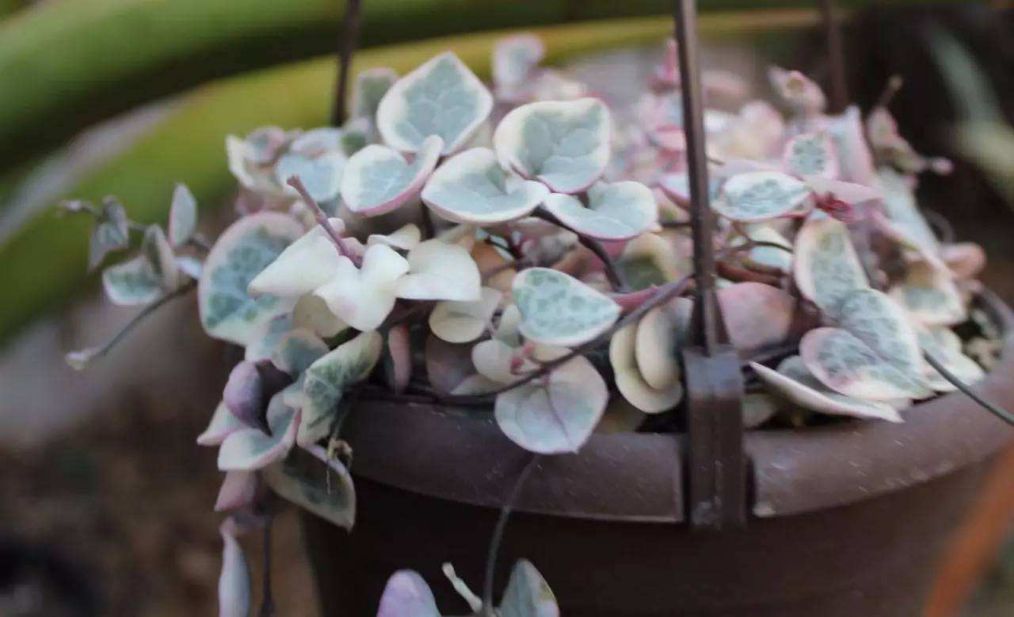 这几款植物好养易爆盆,观花观叶植物