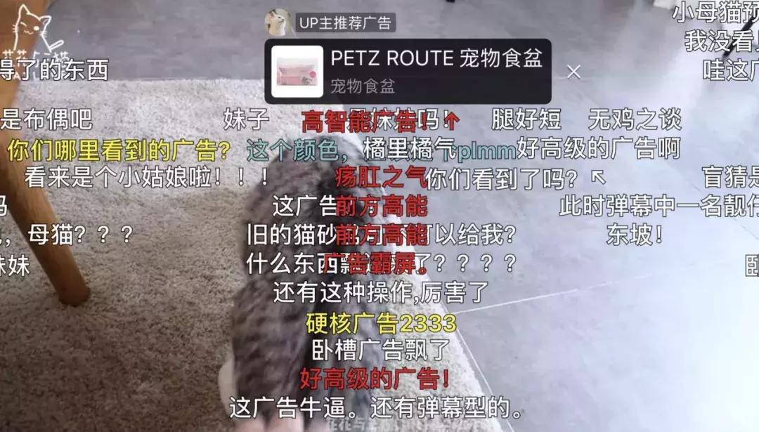 b站十周年新消息,b站哪个up主值得看