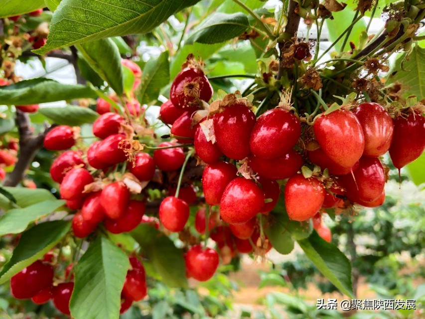 县政府助力樱桃销售,电商平台帮助果农销售樱桃