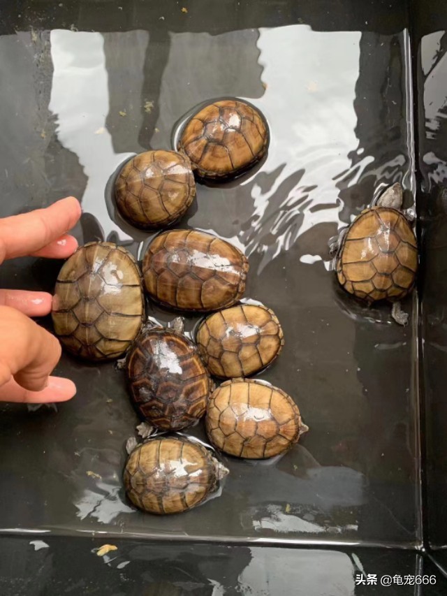新手养乌龟怎么选健康的龟,如何挑到健康的龟