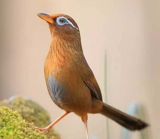 画眉幼鸟食料,画眉鸟饲料大全