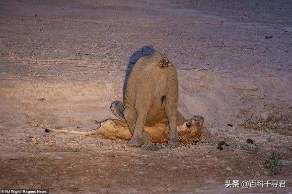 王者也会栽跟头——盘点在野生环境中杀死过成年老虎狮子的动物