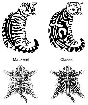 美短虎斑猫咪的品种,美国短毛猫虎斑价格