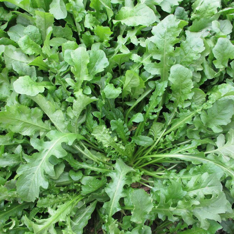 农村常吃的40种野菜你吃过几种呢,这10多种野菜你吃过哪些