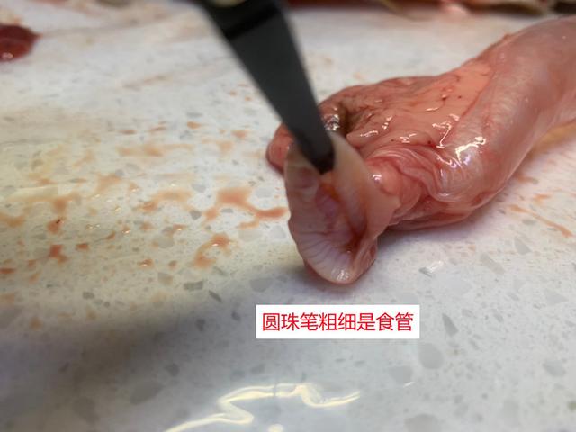 立达五彩金龙值多少钱,立达七彩过背金龙