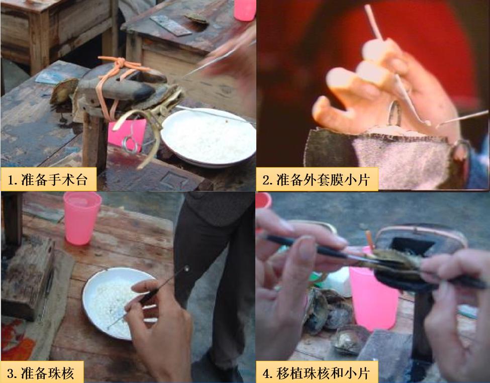 珍珠是如何养殖起来的呢,珍珠的插核养殖的过程