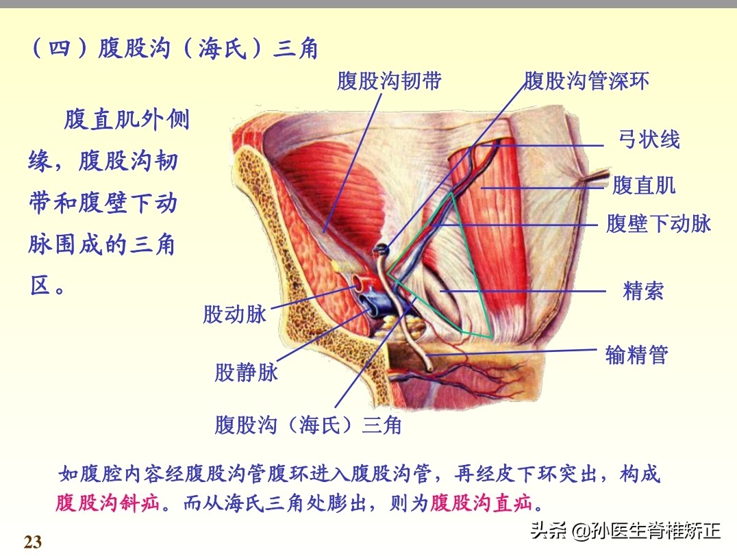 系统解剖学骨学ppt课件,解剖学基本知识ppt课件
