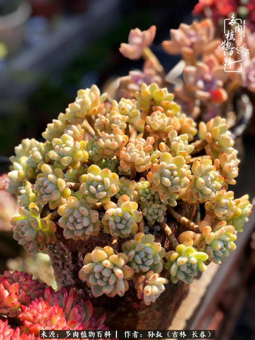 与多肉一起成长,与多肉相伴