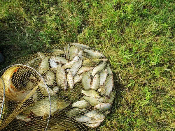 麦芽糖粘小米野钓效果怎么样,麦芽糖蘸小米钓鱼