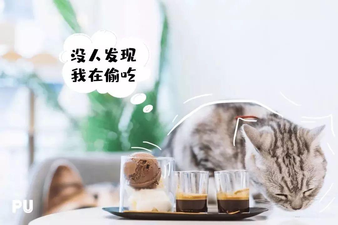 适合带猫咪下午茶好去处,佛山南海区猫咪推荐