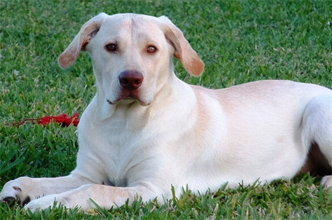 狗狗走丢怎么找,狗狗走丢了一般会躲在这6个地方