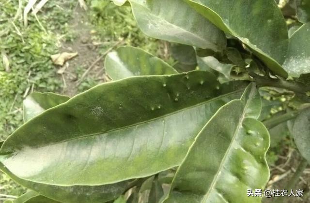 这个病害如果预防不到位,会对今年柑橘的产量和品质带来很大影响
