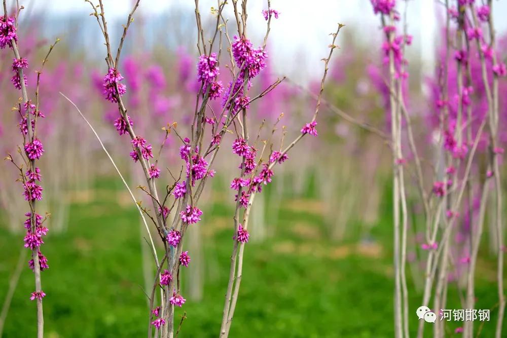 娌抽挗閭挗閾佽矾,娌抽挗閭挗楂樼倝