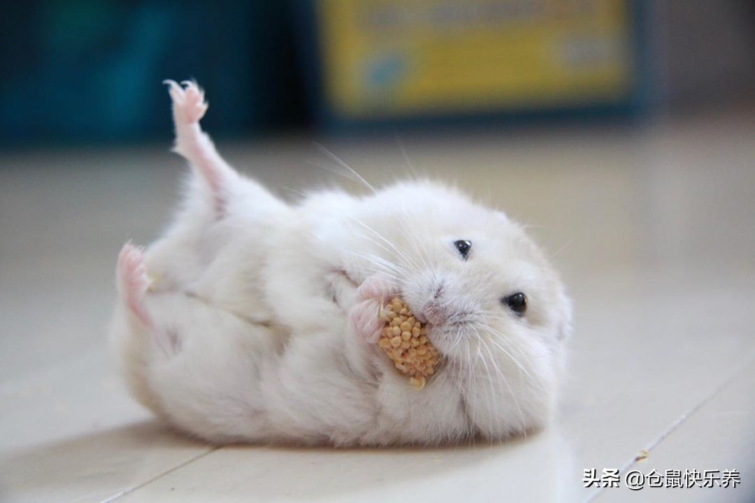 仓鼠并非邋遢宠物，为获得饲主宠幸，洗脸理毛鼠鼠每天都会做