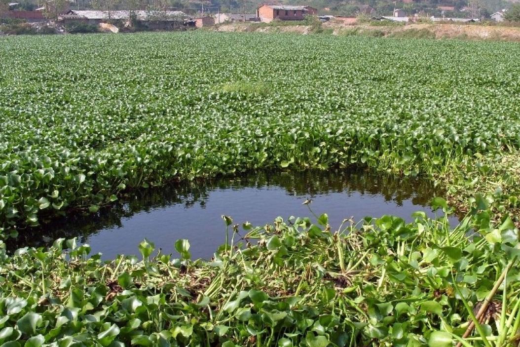 一次可产700粒卵，非洲大蜗牛能吃？摸它就可致命，它到底有多毒