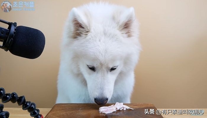 asmr狗狗吃东西视频,狗狗asmr啃麦