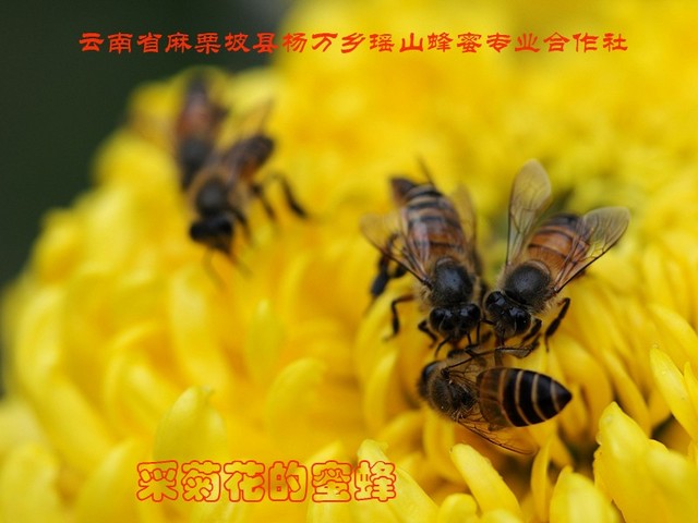 蜂蜜不加工可以直接吃吗,蜂蜜加工成熟方法