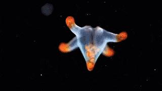 食藻虫怎么消灭,怎么培育食藻虫