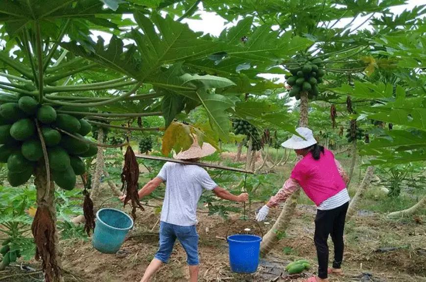 云南奶油红心木瓜,正宗爆甜云南红心木瓜