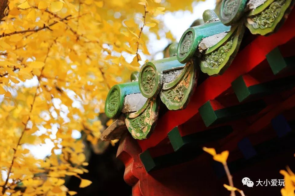 银杏北京打卡地,北京十大银杏观赏地图