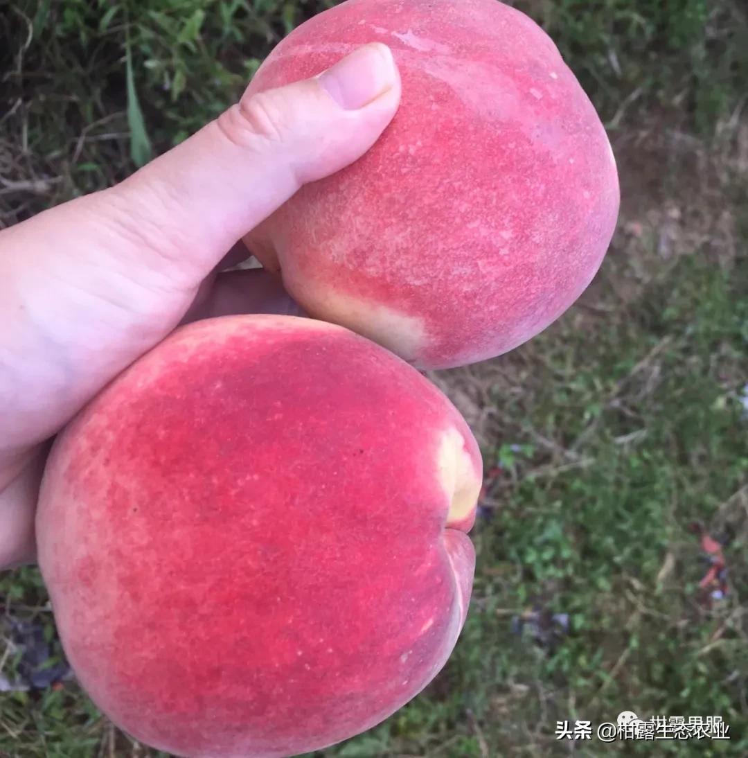 今年桃子苗有什么好品种,什么品种桃子市场行情好