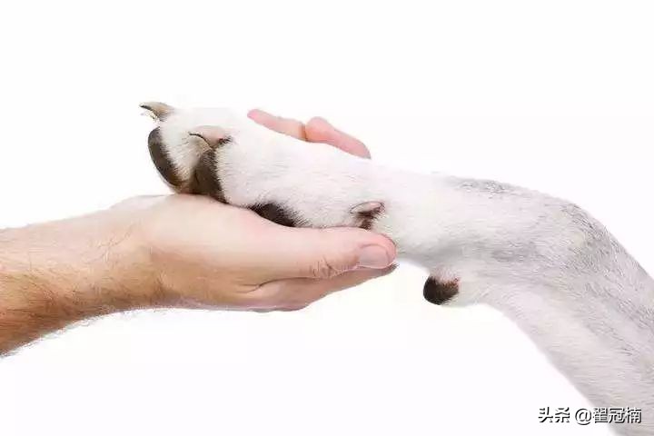 铲屎官必读：狗狗害怕剪趾甲，怎么办？