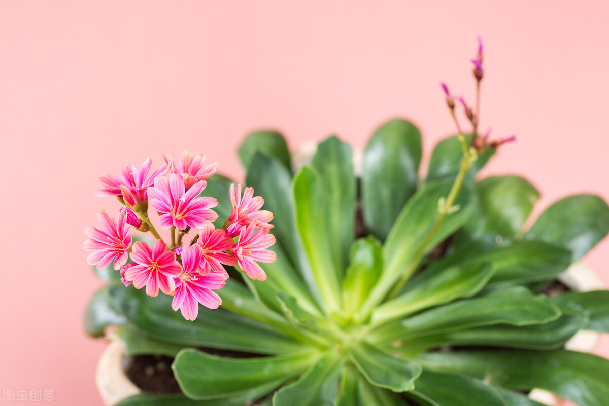 那些令人赞叹的庭院花卉,5种庭院生活方式的花卉