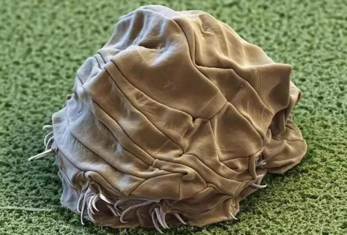 水熊虫能被核弹杀死吗,核弹能不能炸死水熊虫