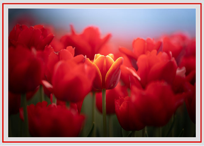 拍摄花卉的景深有哪些方法,如何运用和控制花卉摄影的景深