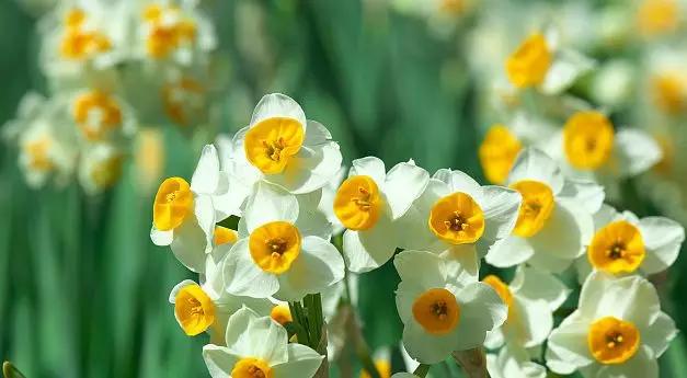 每日送花花语,花语大全送花的讲究