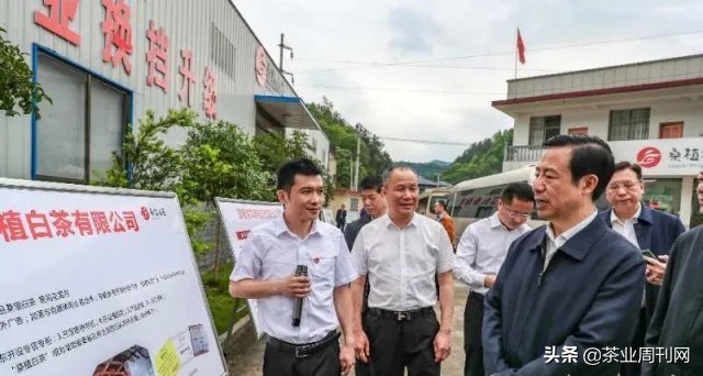 茶写佳话,潜心种茶写佳话