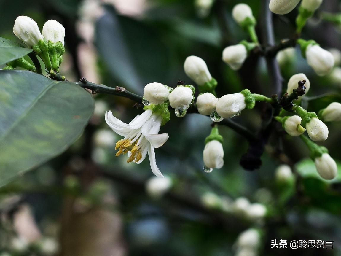 橘柚花诗词精选一十八首蓼岸风多橘柚香，堪怜堪爱还堪惜