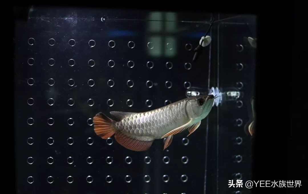 观赏鱼能吃的活食,观赏鱼是喂活食好还是饲料好