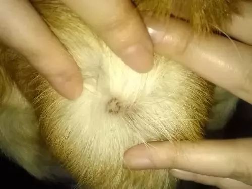 狗狗趾间炎皮肤溃烂怎么治疗,狗狗经常皮肤痒用什么药洗澡