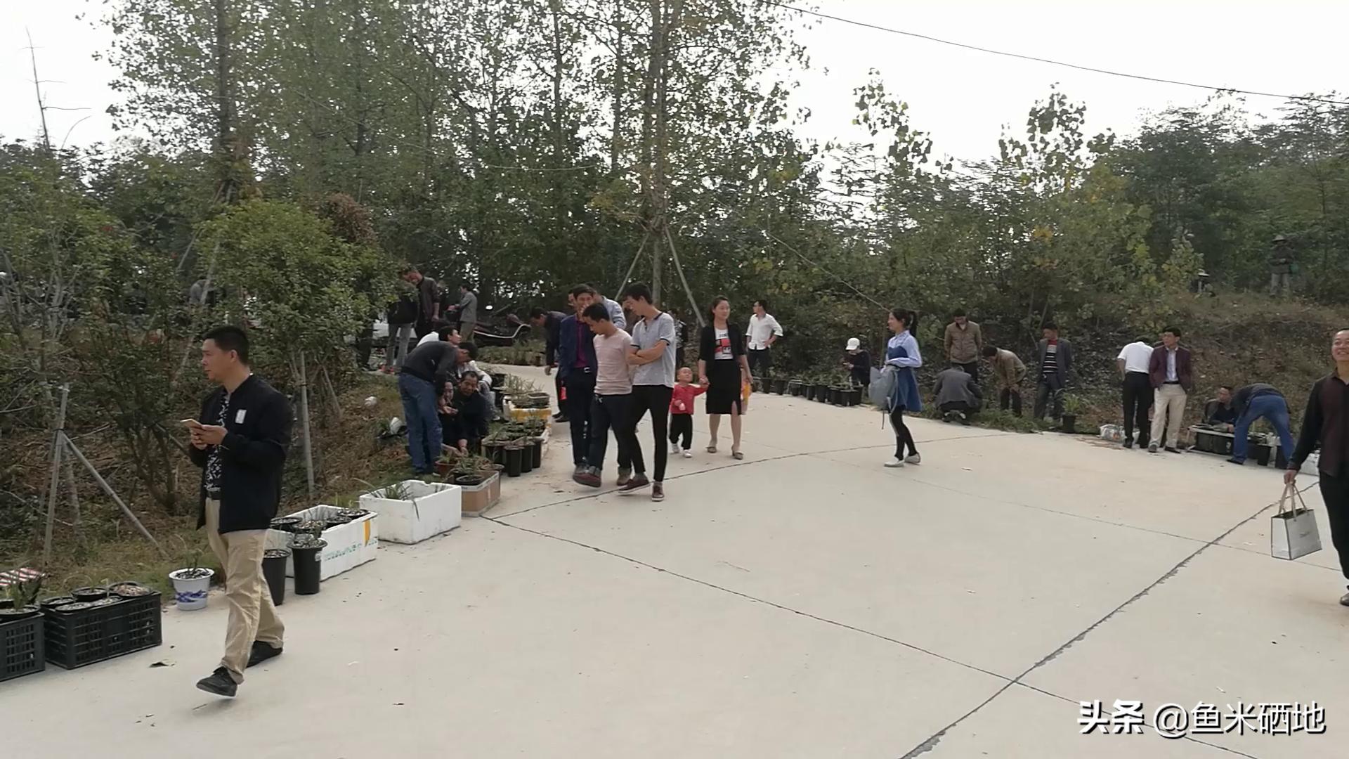 养兰花一年收入多少钱,卖兰花一年能挣多少钱