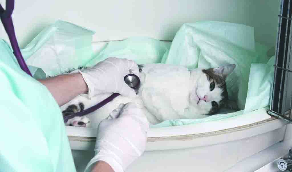 猫咪怎么避免肥厚型心肌病,肥厚型心肌病的猫咪怎么急救