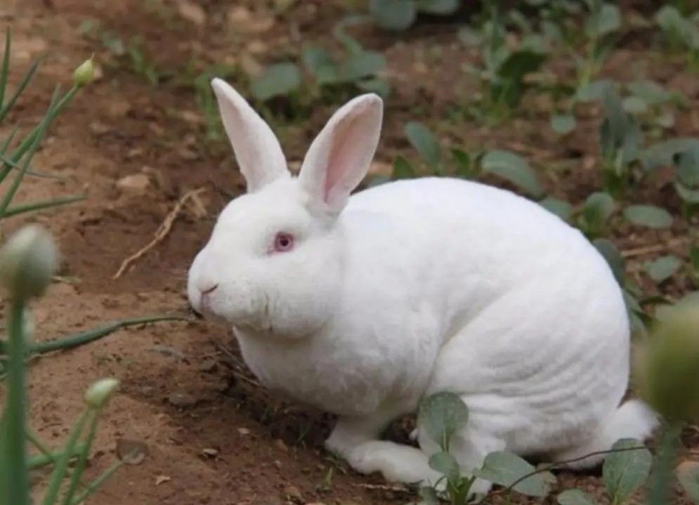 适合农村小本创业项目小型加工厂,十个适合女性的小本创业项目推荐