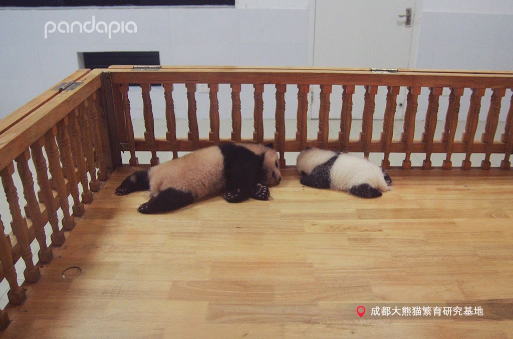 新品种大熊猫七仔,大熊猫花花和大熊猫七仔