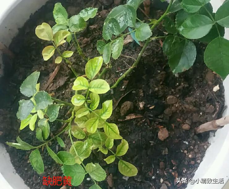 月季叶子健康,月季健康的表现