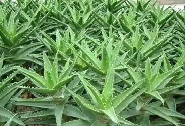 有药用价值的多肉植物图片,多肉植物有什么药用功效吗