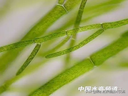 水产藻类大全图片,水产藻类知识大全