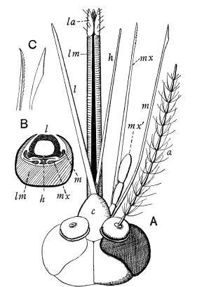 显微镜下的蚊子嘴巴,显微镜下的蚊子吸血全过程