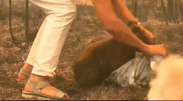 第六次生物大灭绝都会灭绝什么,第六次物种灭绝