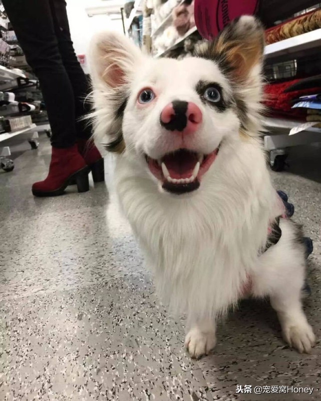 盘点柯基的混血狗,柯基小短腿混血