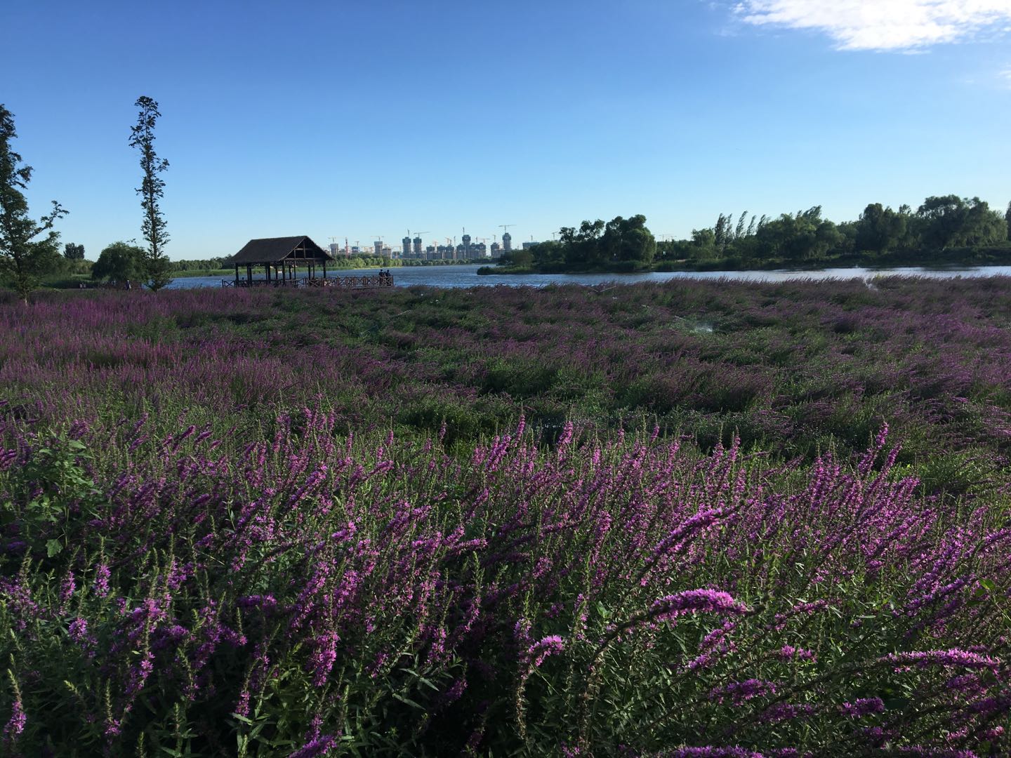 山地车买几速的好,买山地车还是公路车